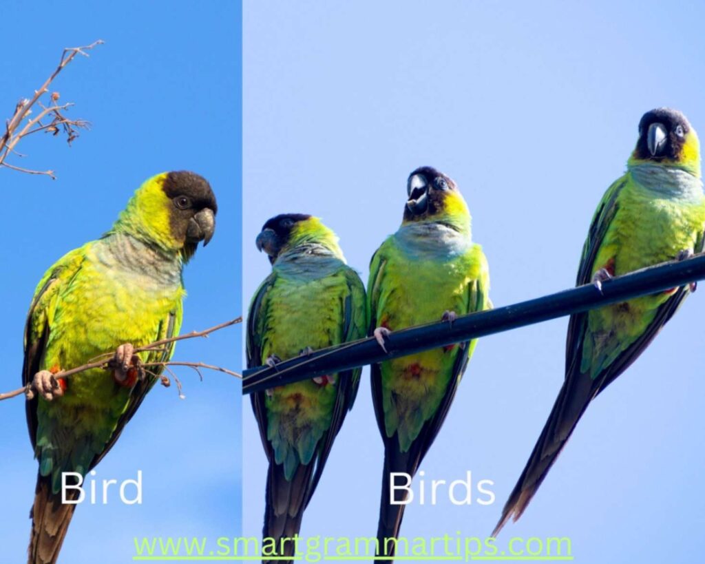 Number In English Grammar Tips For Teachers And Moms